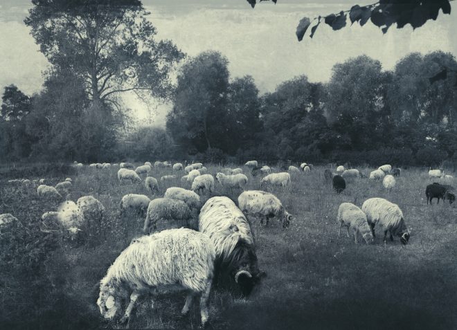 Au vent frais d'été, le troupeau