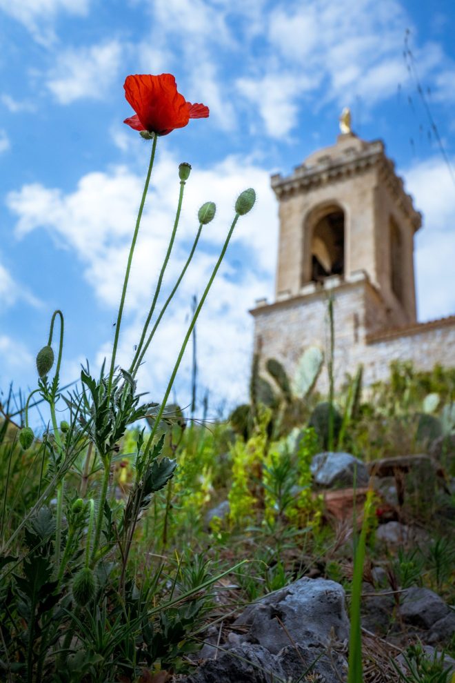 Common poppy