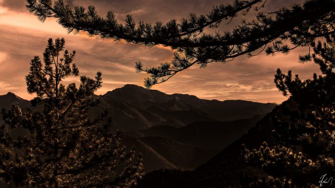 Forêt de Sauvas (Hautes-Alpes/France)