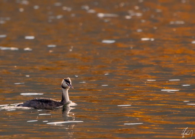 Canard grèbe huppé dans son plumage d'hiver