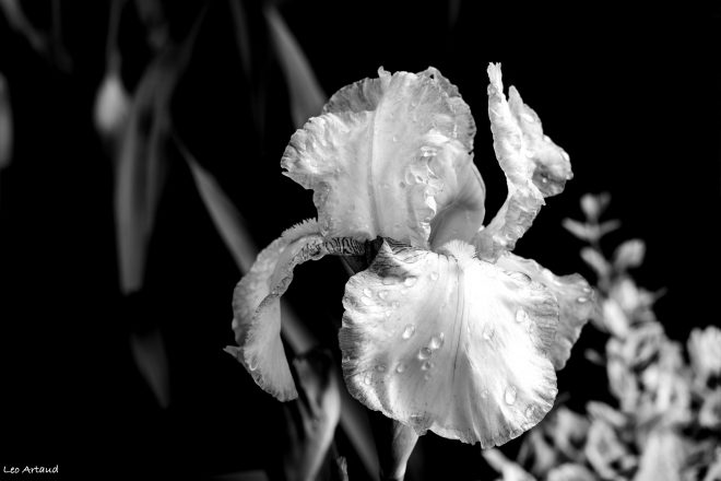 Iris... Elle pleure...