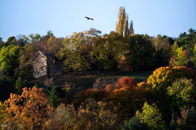 Autumn garden