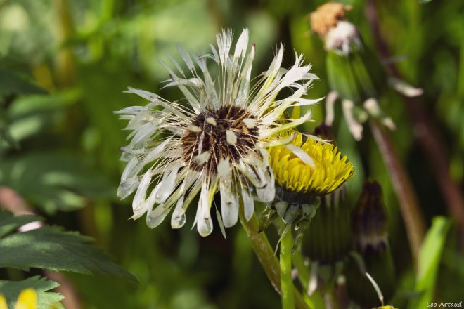 erotic flower power...