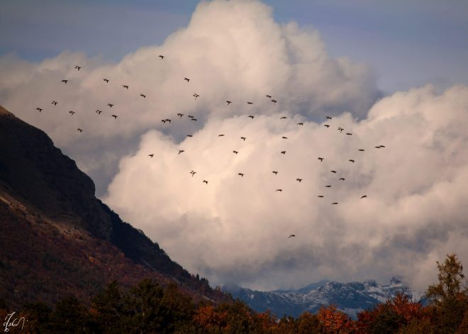 flight of Alpine ducks 1