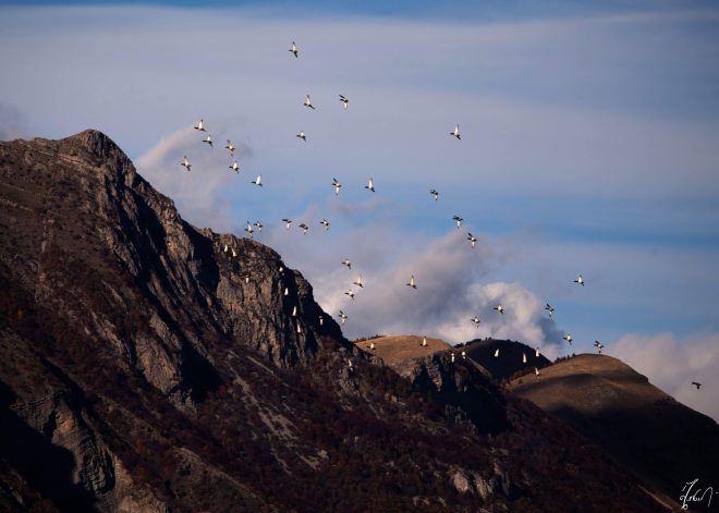 ducks flight