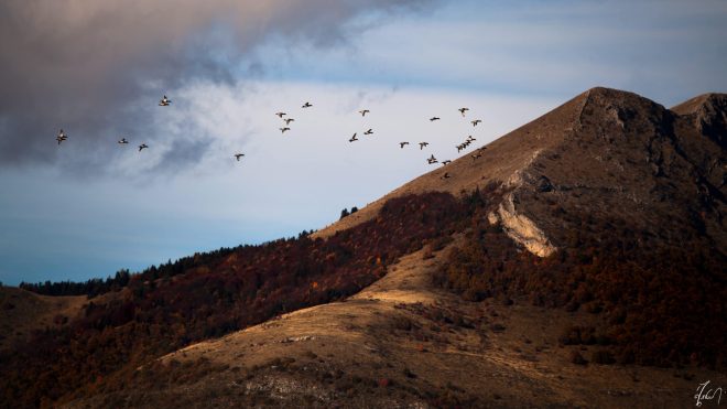 ducks flight 3