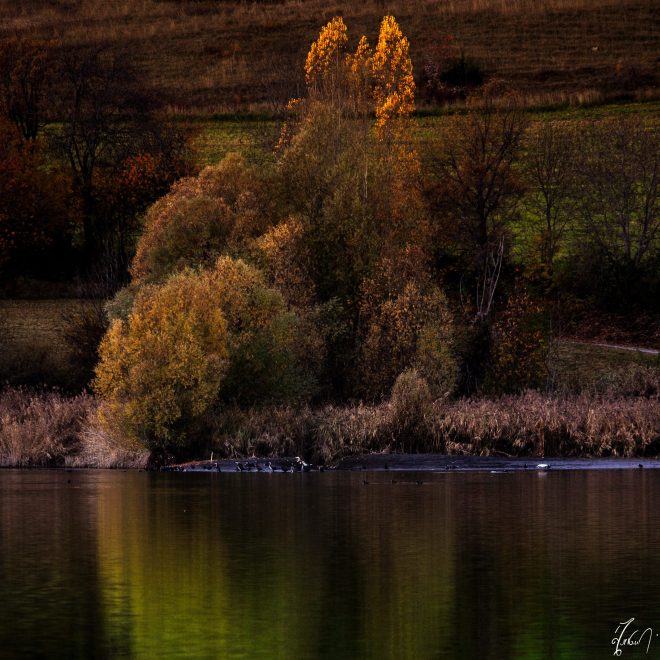 autumn garden