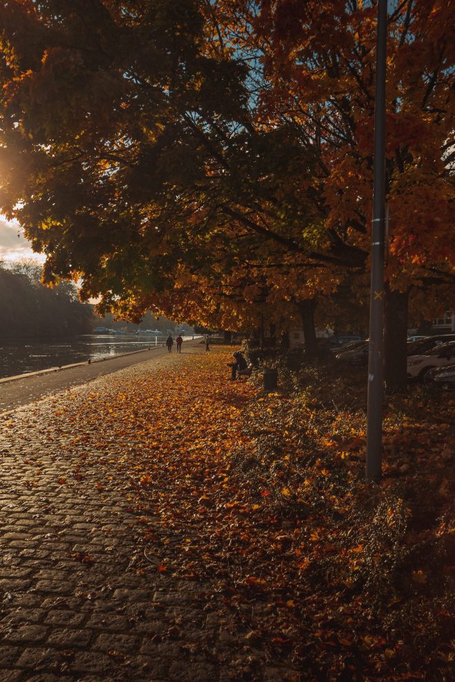 Tombe les feuilles