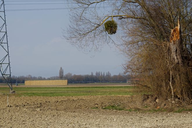 BIESHEIM MARS 2021- LES CHAMPS