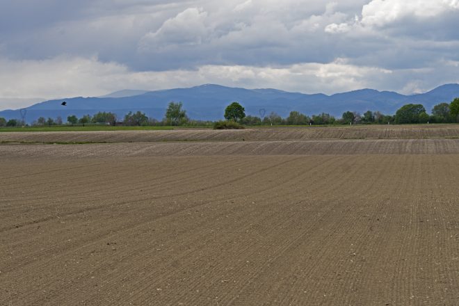 BIESHEIM AVRIL 2021 - LES CHAMPS