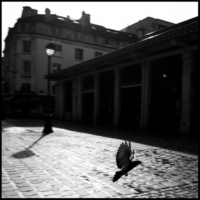 Le pigeon de la place d'Aligre