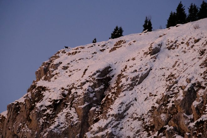 Chamois au lever de soleil