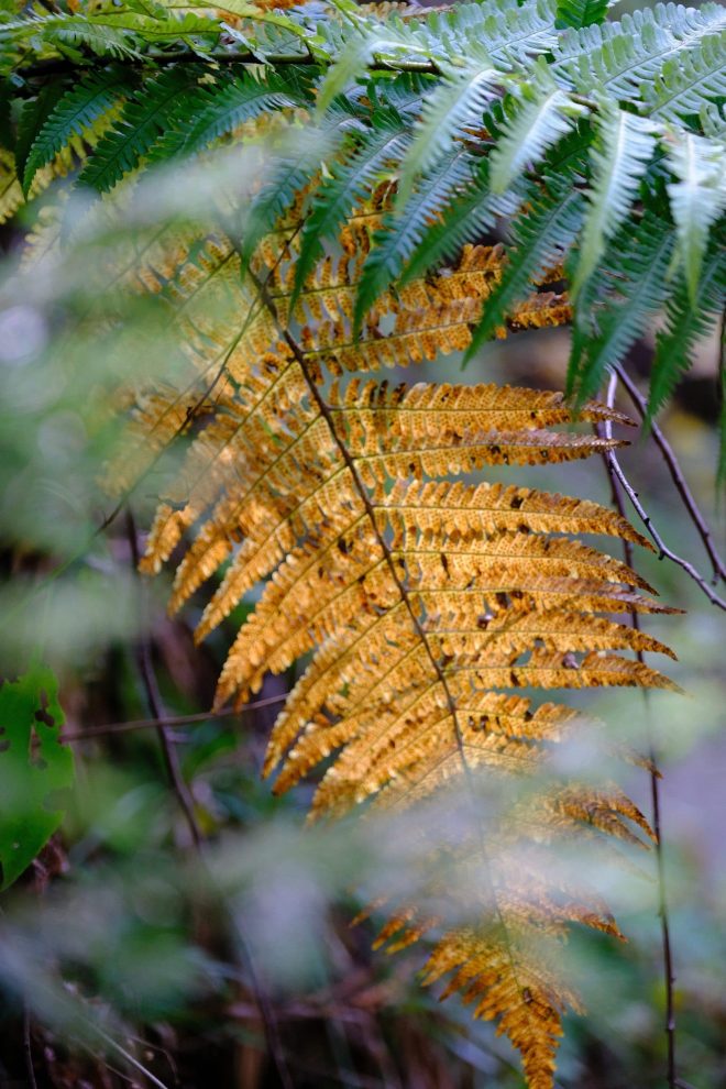 D'or et de verdure