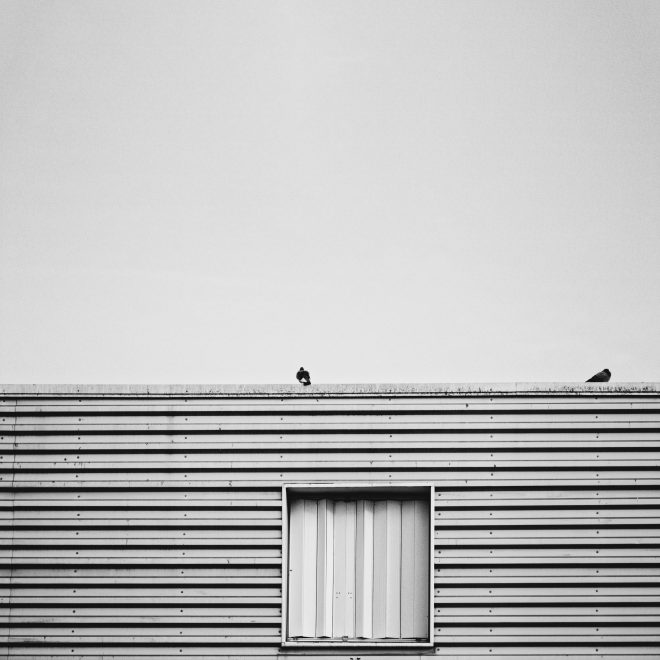 les pigeons