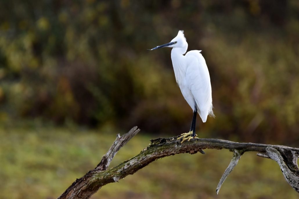 aigrette garzette