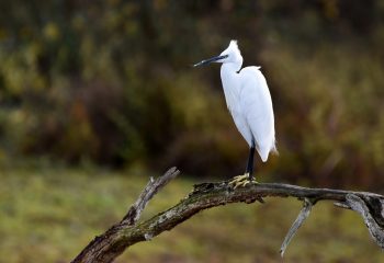 aigrette garzette