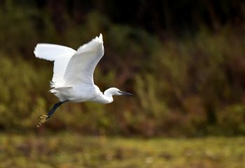 aigrette garzette