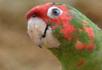 conure mitrée