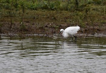 aigrette garzette