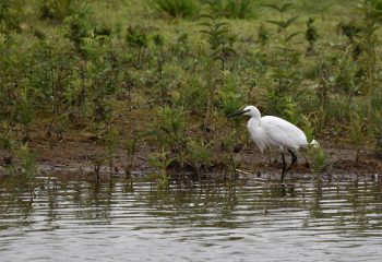 aigrette garzette