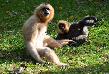 gibbon et son petit