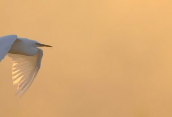 aigrette garzette