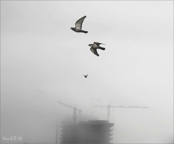 Pigeons et grues