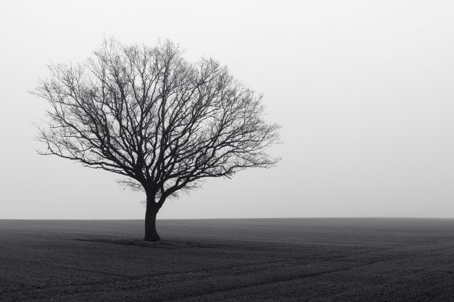 Auprès de mon arbre