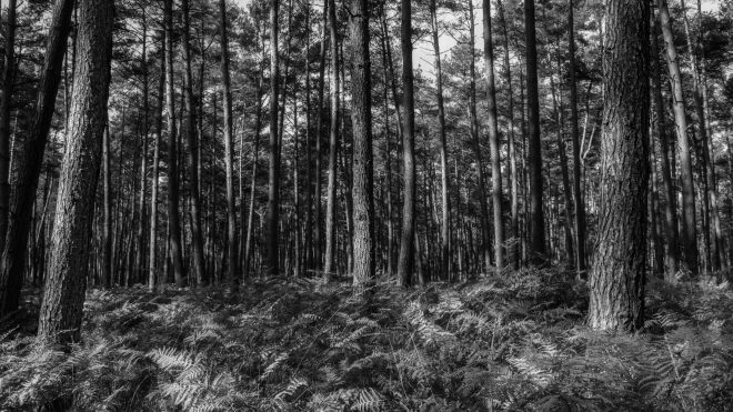 Promenons Nous Dans Les Bois