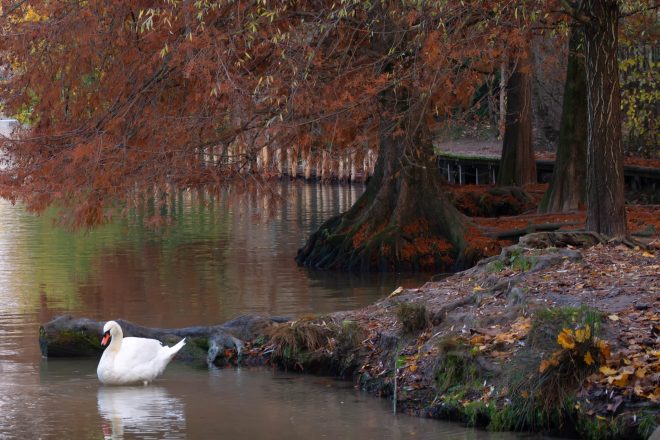 Le Cygne