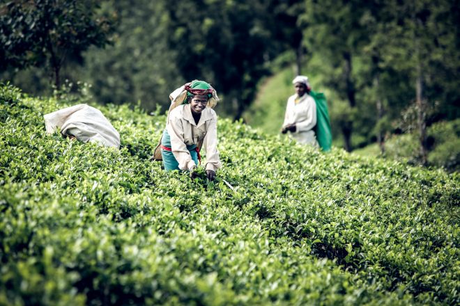 Tea Leaf Picker