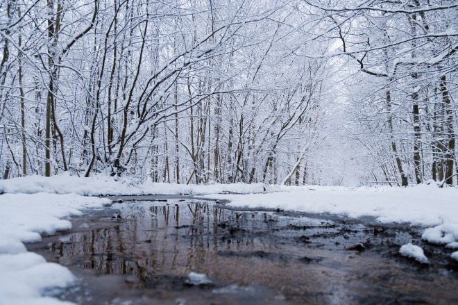 Neige en forêt