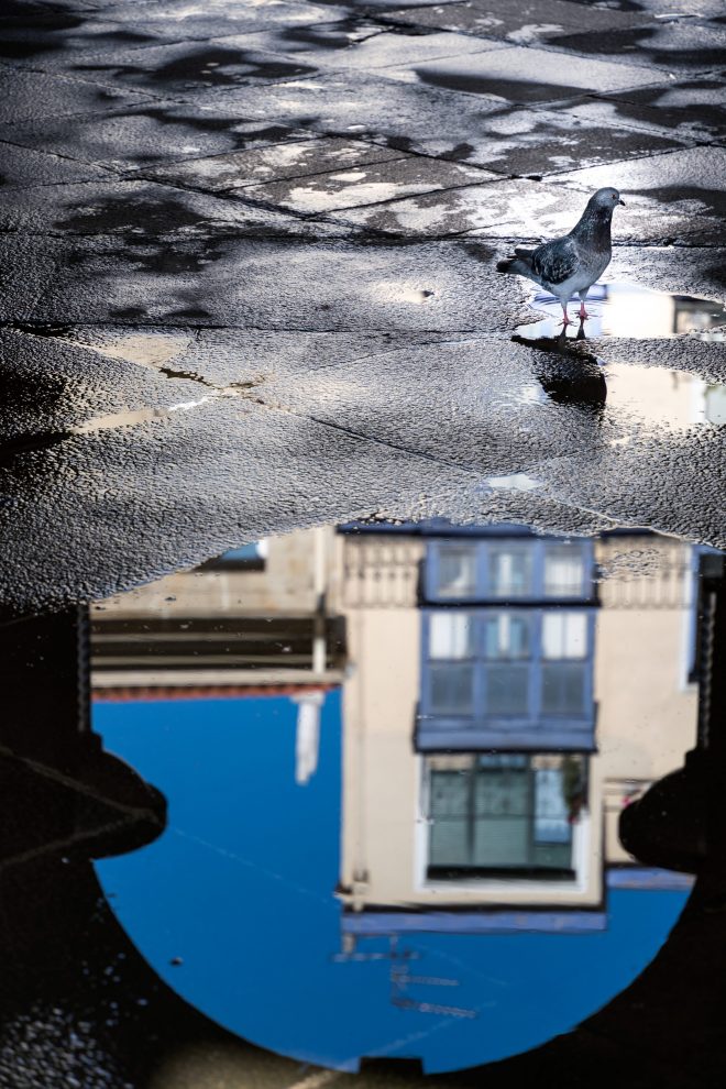 Reflet pigeonnant